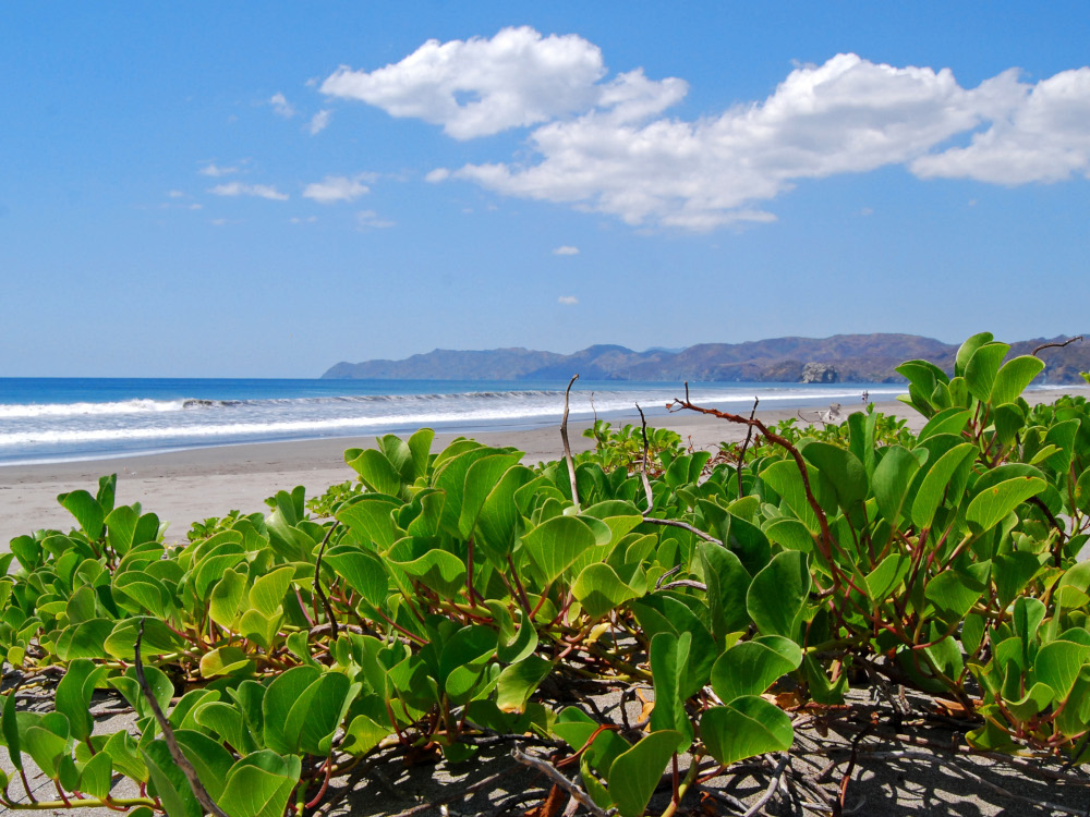 Parque Nacional Santa Rosa, Costa Rica / Foto: Geoff Gallice (CC BY 2.0) Wikimedia Commons