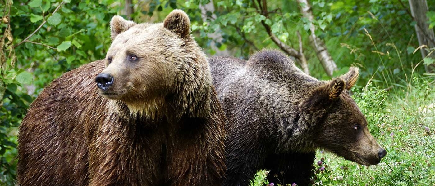 PirosLIFE: hacia la consolidación del oso pardo en los Pirineos