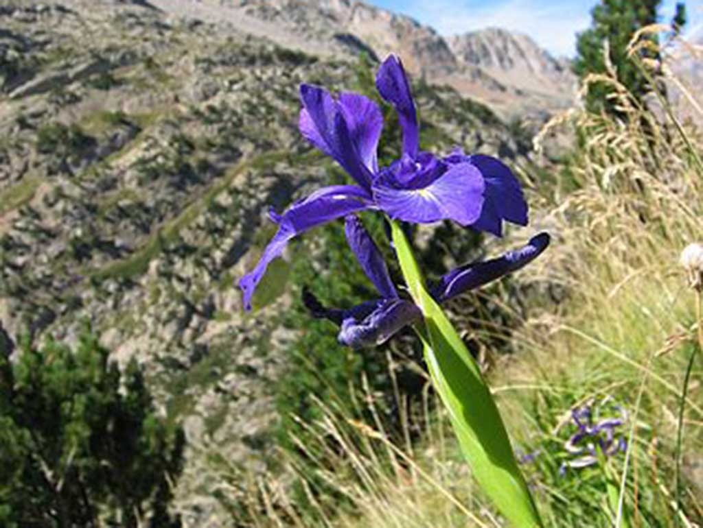 Iris latifolia en los Pirineos / wikipedia_web