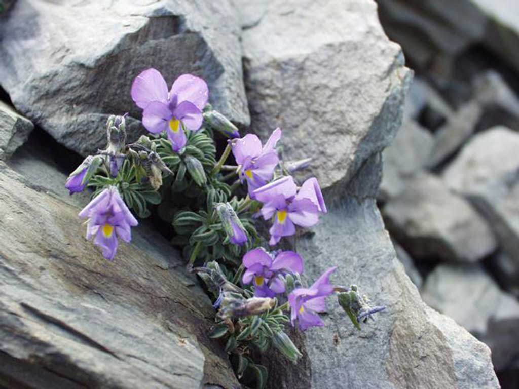 Viola diversifolia / Wikipedia