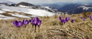 El arte del mundo natural: flores de montaña en Pirineos