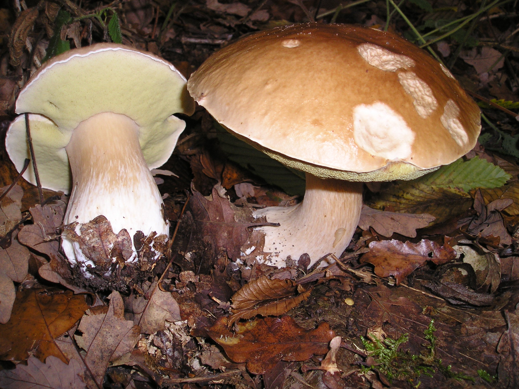 Boletus edulis / Foto: Strobilomyces (Wikimedia Commons)