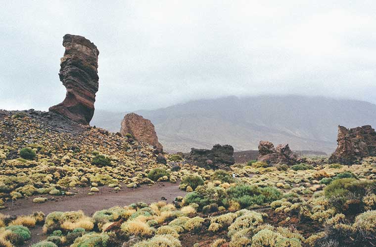 Por qué Tenerife puede ser tu viaje para descubrir flora y fauna