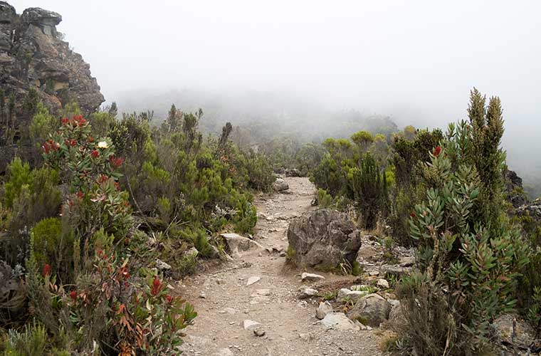 Vegetación del Kilimanjaro / Foto: Stig Nygaard (Wikimedia Commons)
