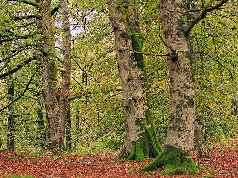 Bosque de Irati en otoño / Foto: Miguel Ángel García [CC-BY-2.0]
