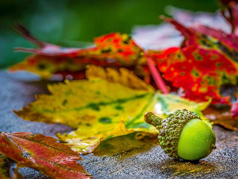 Fotografía otoño: añade color verde a tu fotografía / Foto: Alfred Schrock