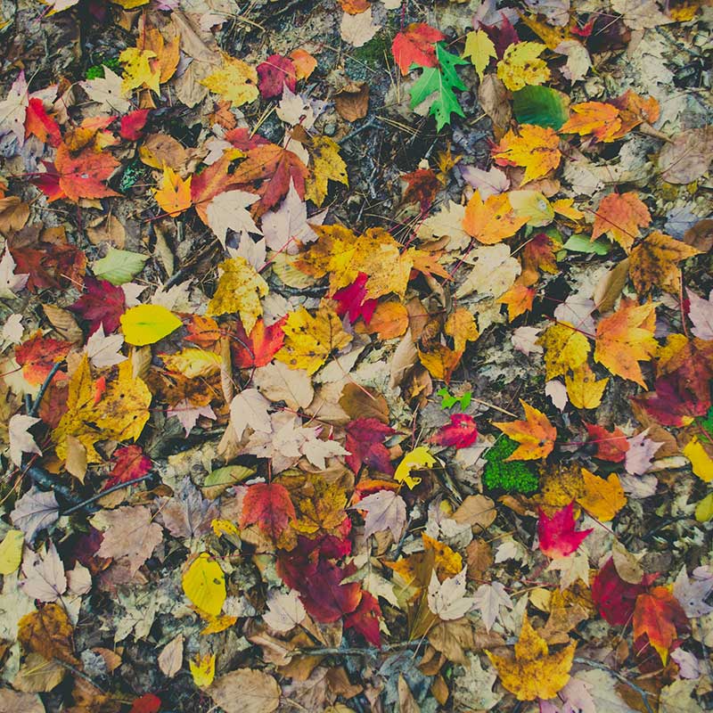 Fotografía otoño: utiliza un filtro circular polarizador / Foto: Kelly Sikkema