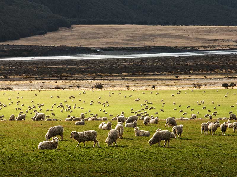 Ropa de lana merino / Foto: Martin Bisof (unsplash)
