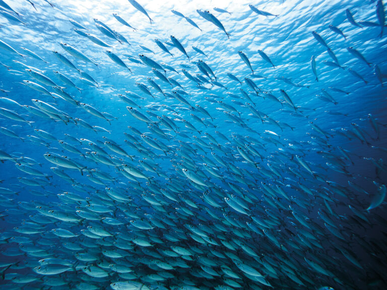 Patagonia impulsa una campaña mundial para salvar nuestros océanos: Un llamado a la acción contra la pesca de arrastre